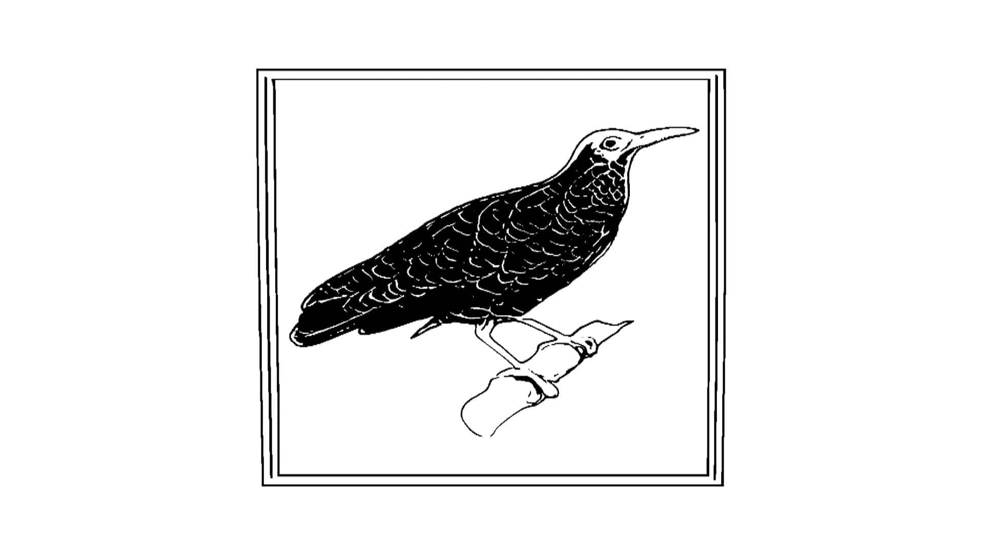 intermorph releases 6 plus minute sprawling masterpiece ‘Birdcage’: Listen